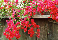 blumen1