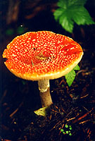 Pilz1